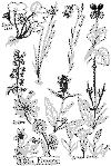 bbrg251.gif (23983 bytes)