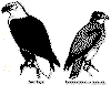 bbrg306.gif (9124 bytes)