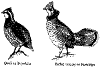 bbrg312.gif (6692 bytes)