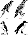 bbrg313.gif (13370 bytes)