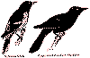 bbrg315a.gif (5465 bytes)