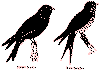 bbrg316b.gif (6121 bytes)