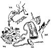 tbp102.gif (7302 bytes)
